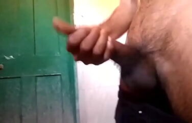 Cock milking at Morning